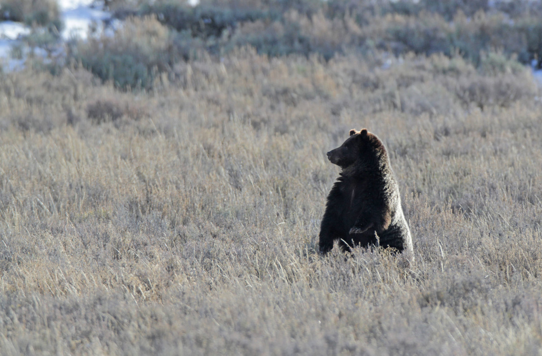 Grizzly bear in Hayden Valley